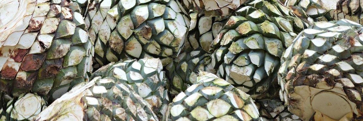 boxita101's profile banner image