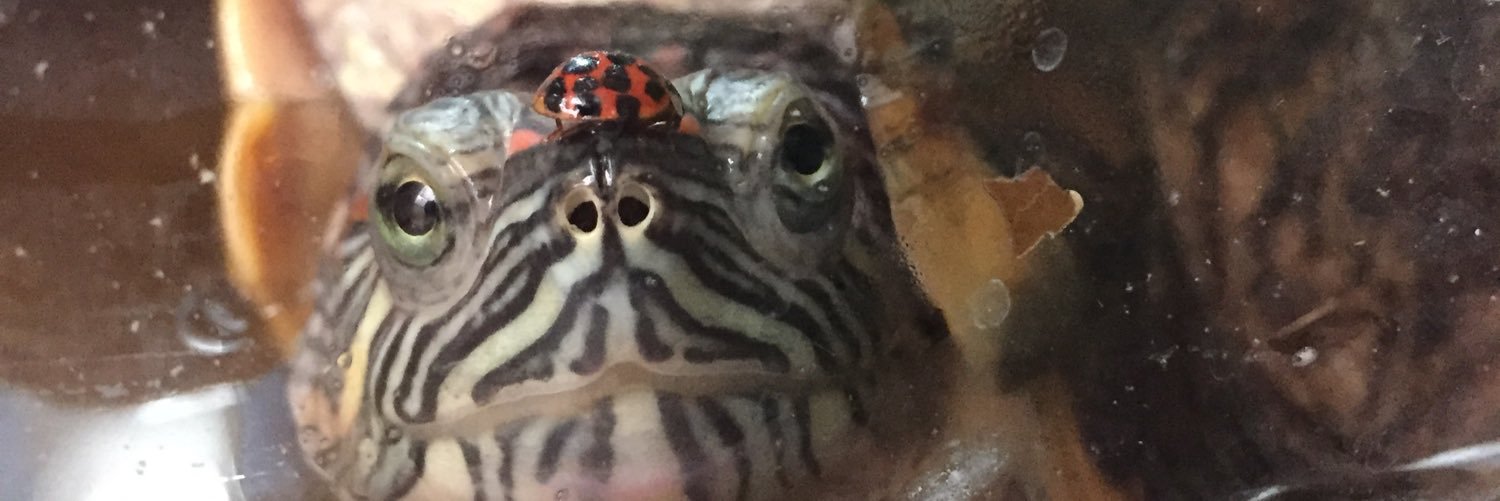 Roguy26's profile banner image
