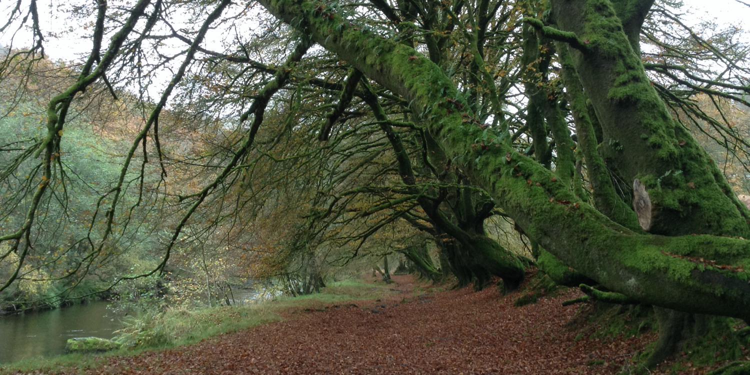 deborahdebwood's profile banner image