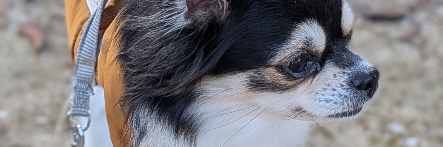 LC_Chihuahua's profile banner image