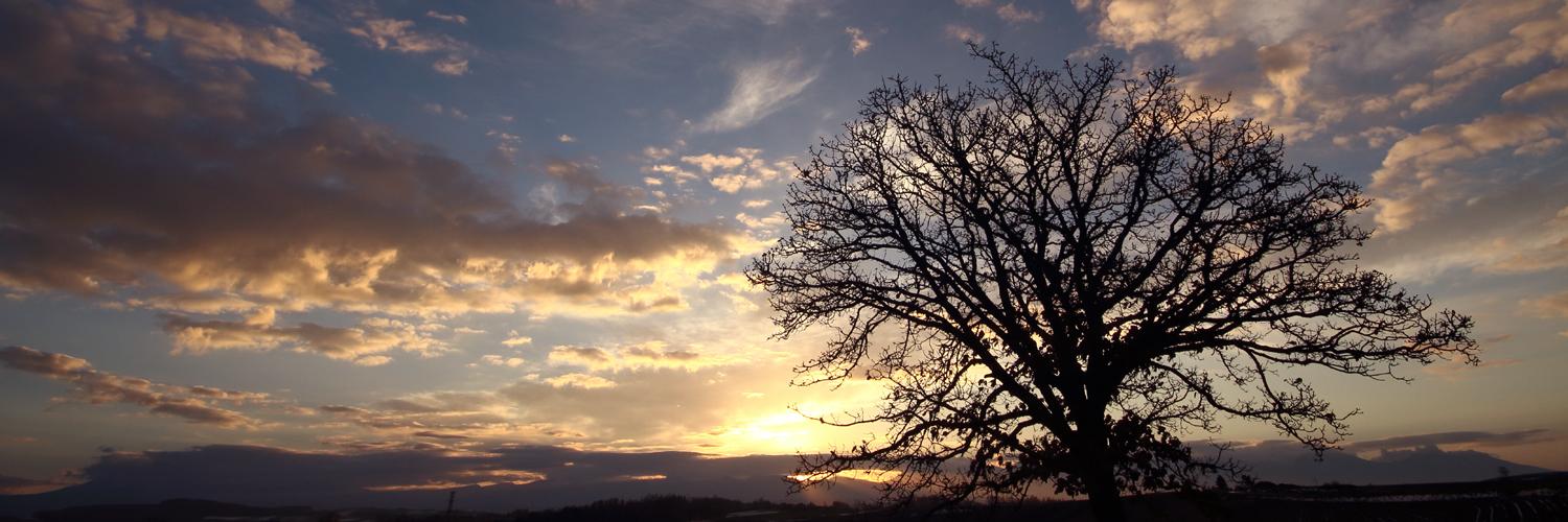 nutapkausipe's profile banner image