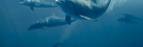 KillNoDolphins Profile Banner