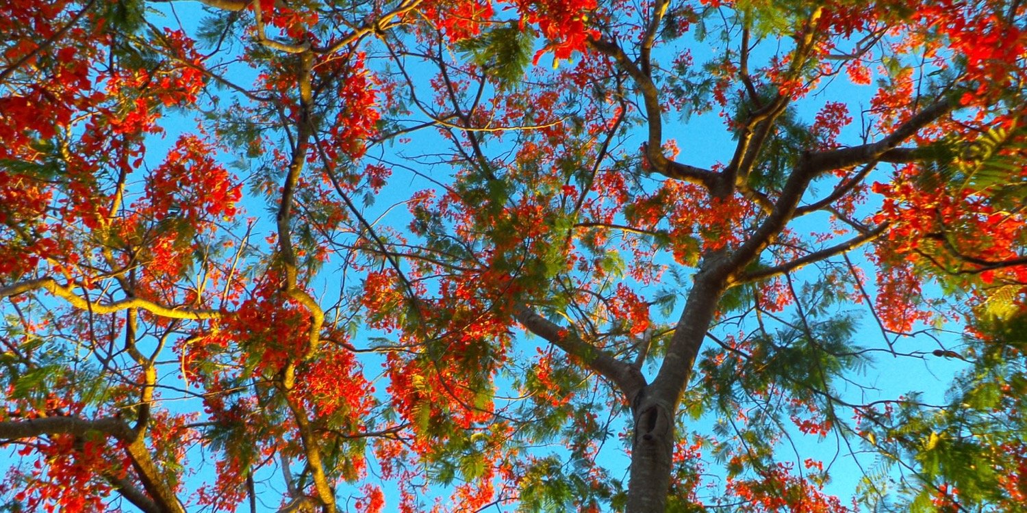 TreeTamarind's profile banner image