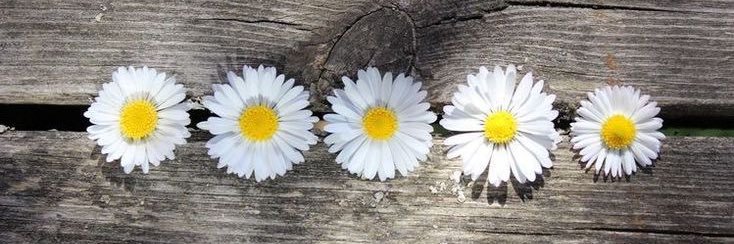 stefanyrss_'s profile banner image