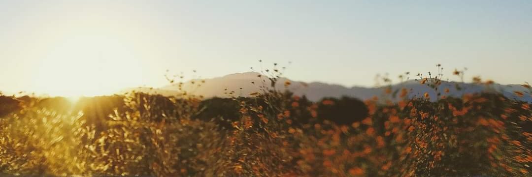 Melicienta's profile banner image