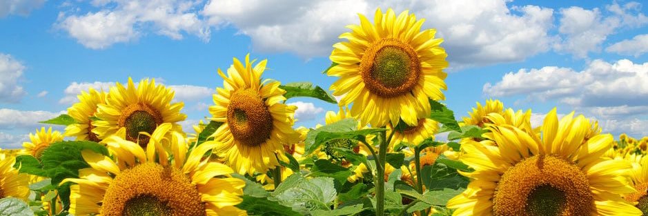 Kim O'Connell banner