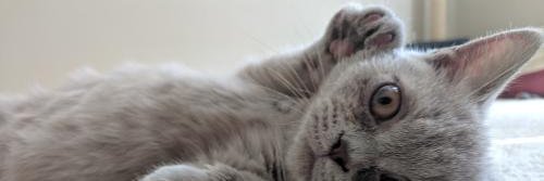 WeberWu's profile banner image