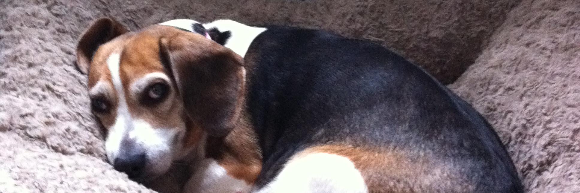 BiddyTheBeagle's profile banner image