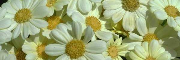 1207Deepak's profile banner image