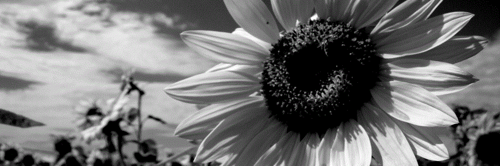 sweetdevils1's profile banner image