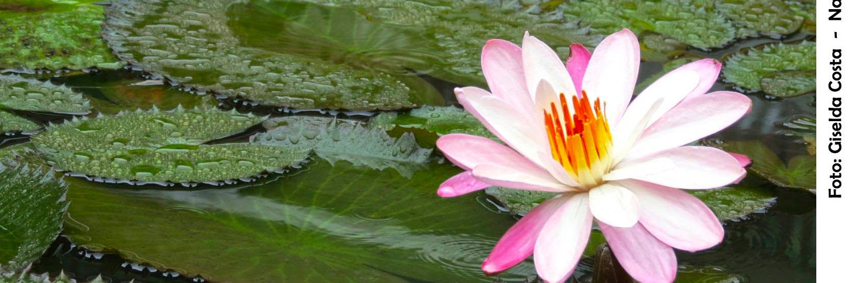 Giselda Costa banner