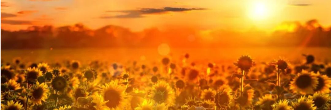 afnoe92's profile banner image