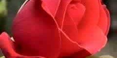 rawan19871's profile banner image
