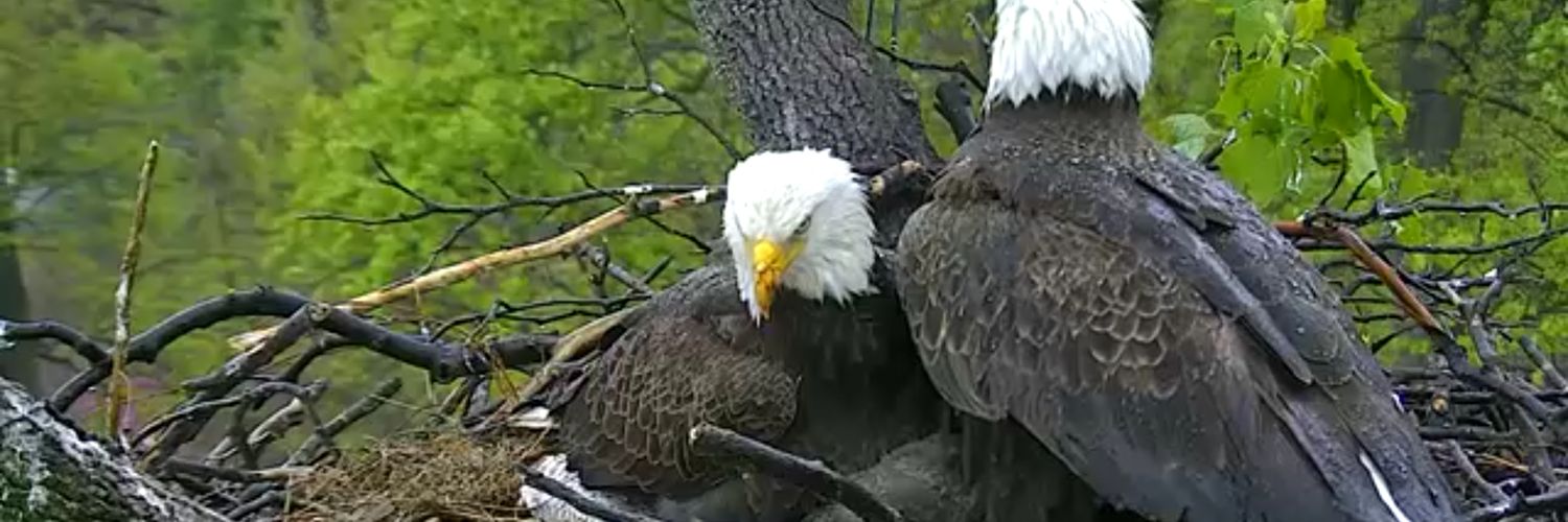 Electra Watts banner