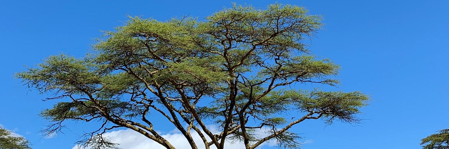 ITelewa's profile banner image