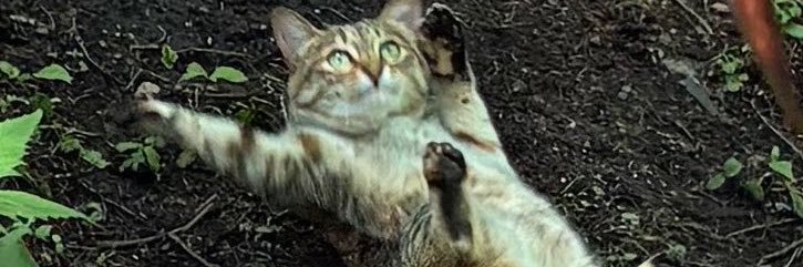 dede_den_den's profile banner image