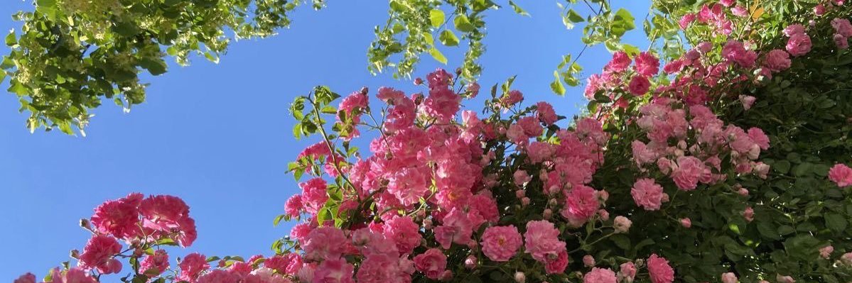 iRahav8's profile banner image