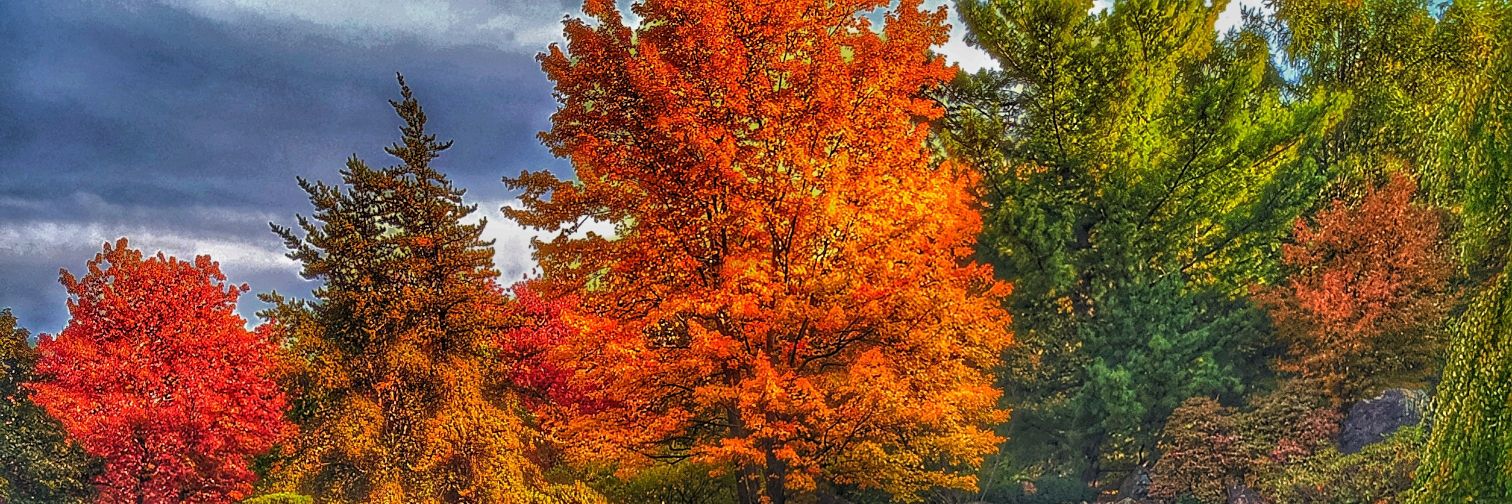 🎶🎵Everglow🎵🎶 banner