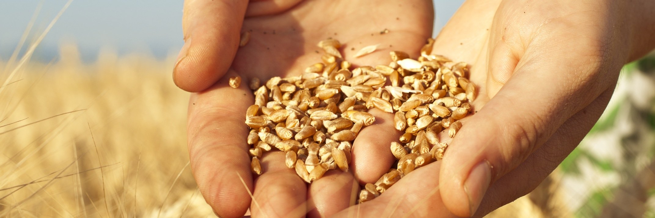 Providence Grain banner