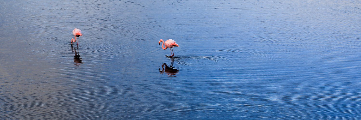 Guo Liu | 劉果 banner