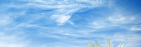 SunshineDaisyLA Profile Banner