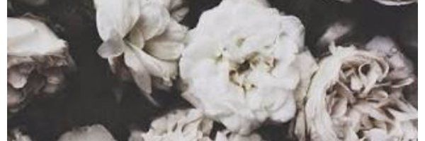 punka_n Profile Banner