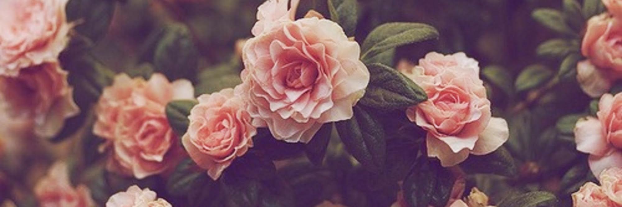 K a t i e M a y banner