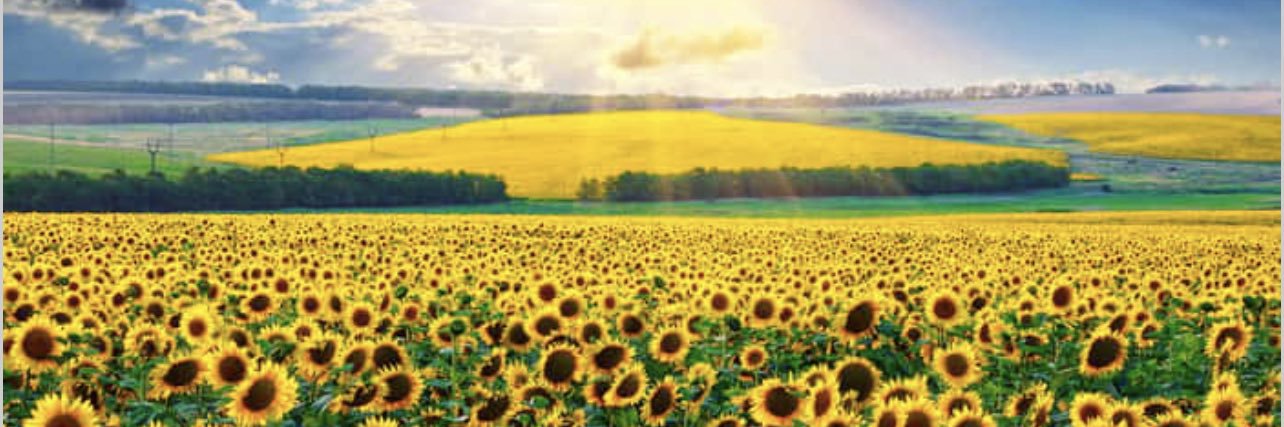 En_Elle_'s profile banner image