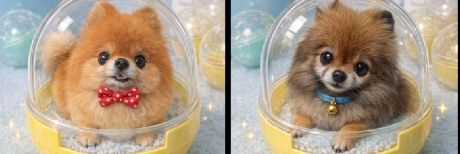 ポメラニアン♥️ banner