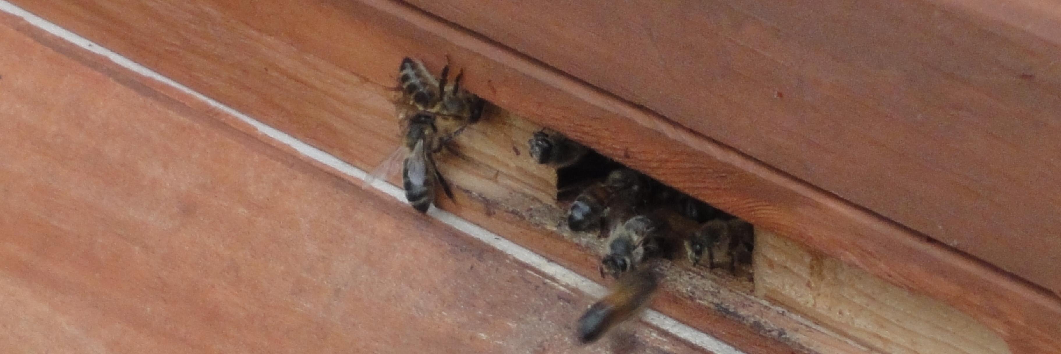 Steves_bees's profile banner image