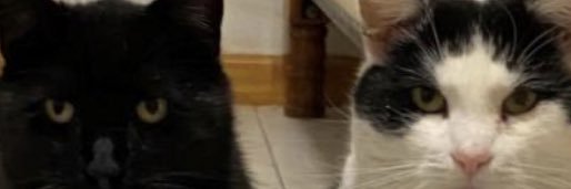 MokaFuzz's profile banner image