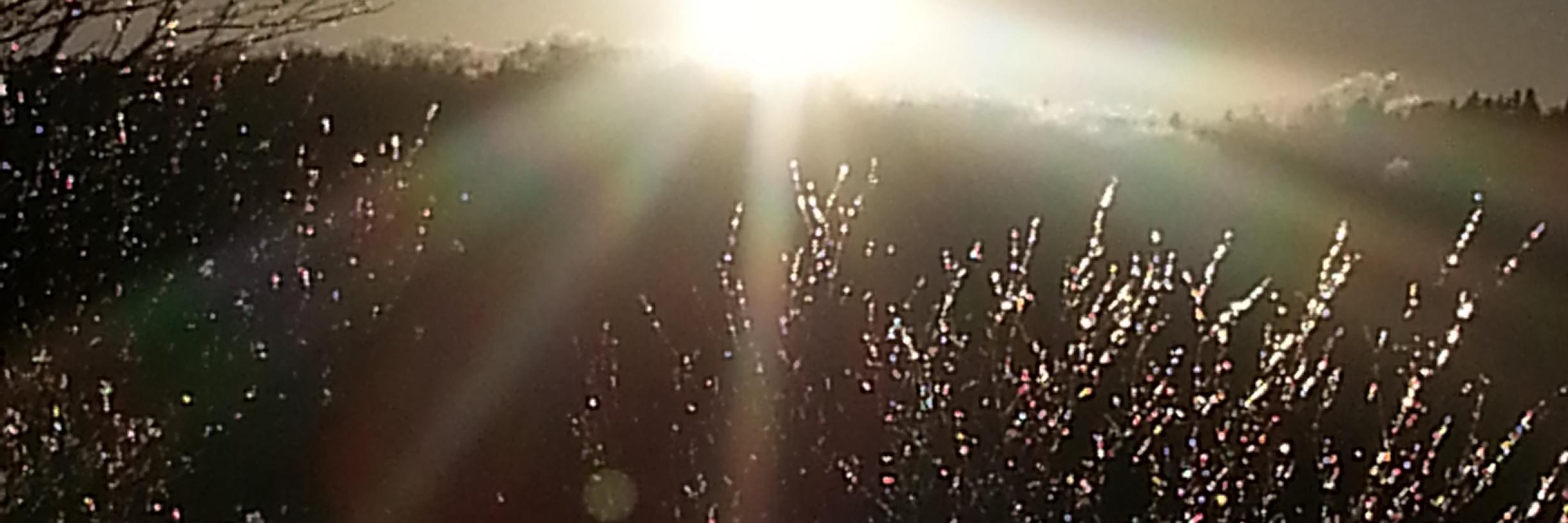 PeppermintDoris's profile banner image