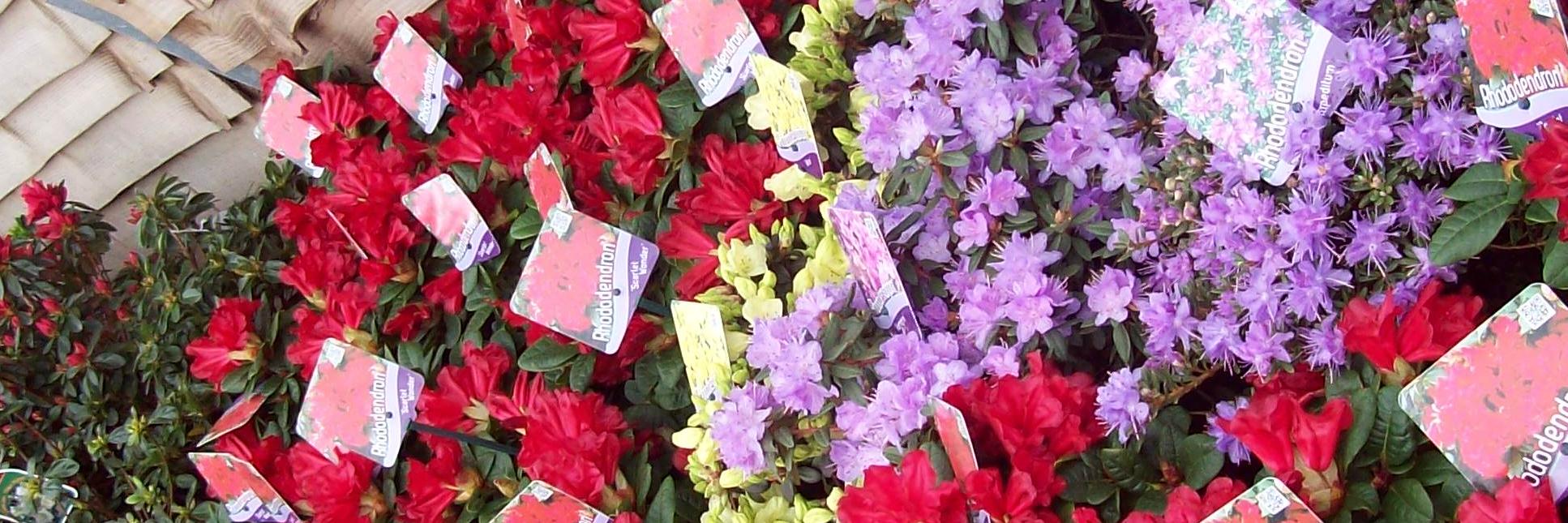 BillsPlants's profile banner image