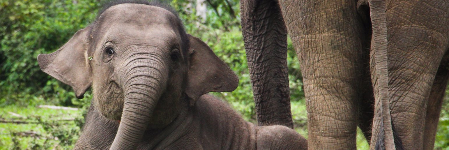 ISG_Elephant's profile banner image