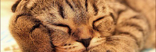 СOFFE.КОТИКИ banner