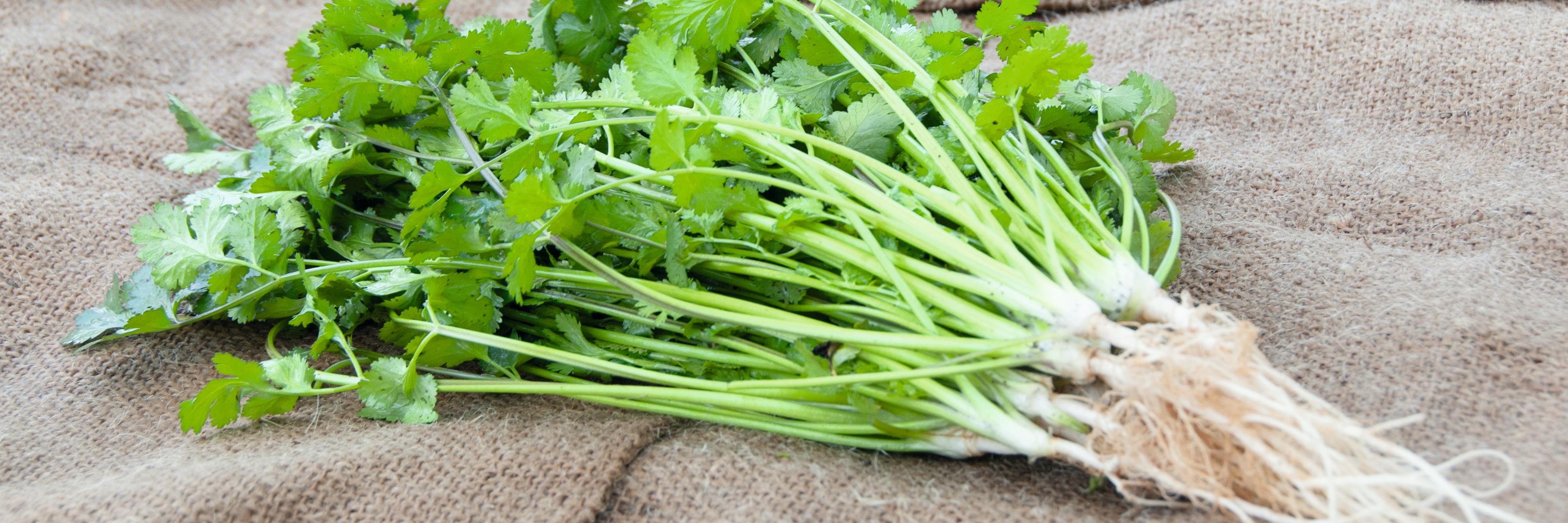 British Herbs banner