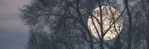 VaneAkemi's profile banner image