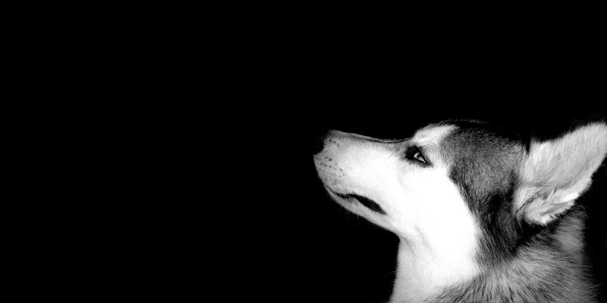 avelindu's profile banner image