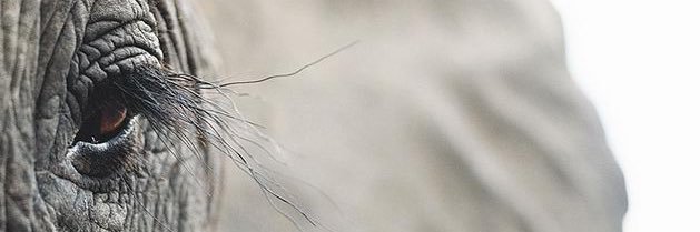 NLSalgado's profile banner image