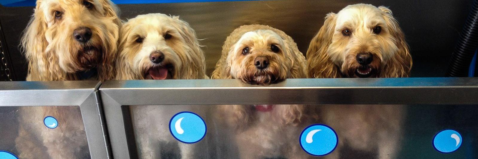 K9DogWash's profile banner image