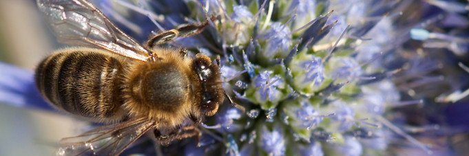 Sarah-Jane Mason banner