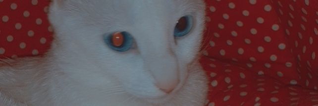 nurunutt's profile banner image