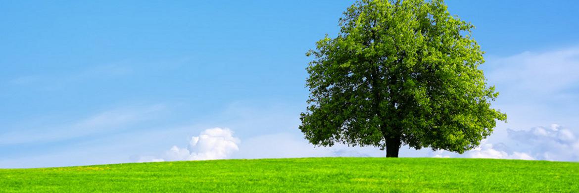 MundoOrganico_'s profile banner image