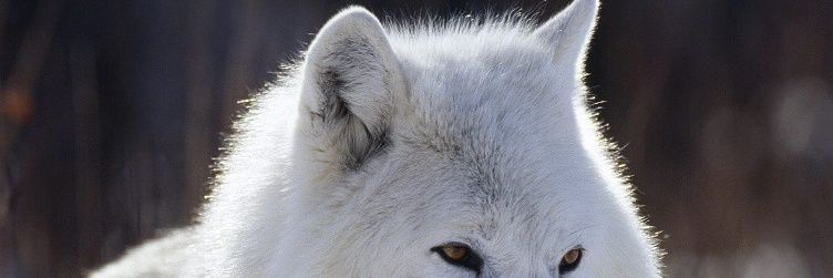 FifitArfays's profile banner image