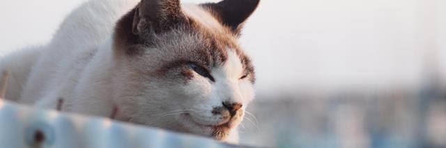 dogcat_oki's profile banner image