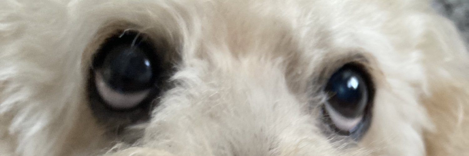 梅浩🐸UMEHAO🐸 banner