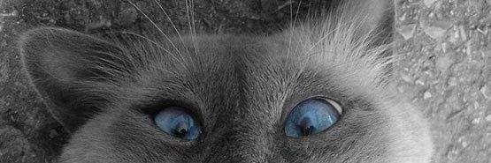Linchpin34's profile banner image