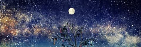 sharu_o's profile banner image