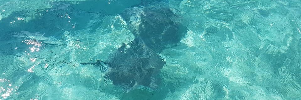 Marisel Guimpert ¬_¬ banner