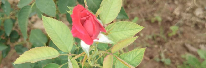 drnpagrahari's profile banner image